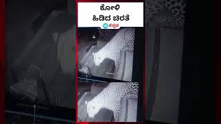 Leopard viral video : ಊರೊಳಗೆ ಬಂದು ಕೋಳಿ ಹಿಡಿದ ಚಿರತೆಯ ವೈರಲ್ ವಿಡಿಯೋ