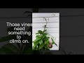 tips for growing mandevilla vine