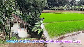 Kerala Village Beauty 🌴🌱🌿