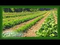 Organic Garden Knowledge Through Trial and Error | Volunteer Gardener