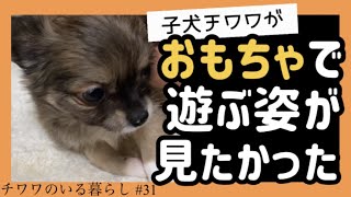 【犬のおもちゃ】子犬チワワと遊ぶべくロープのおもちゃとコング買ってきた【チワワのいる暮らし #31】