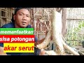 cara menanam akar serut untuk bonsai