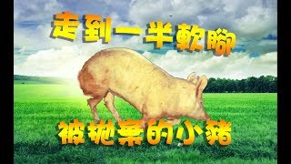 【T.H.子恆】絕地求生PUBG - 被夥伴拋棄的一頭小豬 (Ft.鴻麟、杰生、小毛)