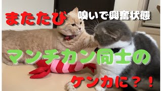 【猫】またたび入りおもちゃで大興奮　２匹の反応が可愛いすぎました