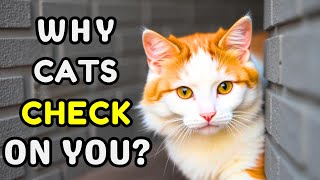 The REAL Reason Cats Follow Their Owners Everywhere