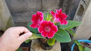 Paso a paso en el cuidado de la Gloxinia, Step by step in the care Gloxinia THIS VIDEO HAS SUBTITLES