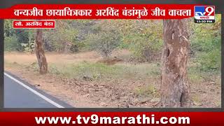 Chandrapur | दुचाकीस्वरासमोर अचानक आला वाघ | tv9 marathi