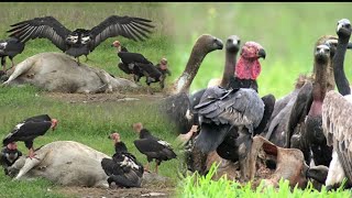 Worrying!  The world's rarest endangered vulture remains in Cambodia