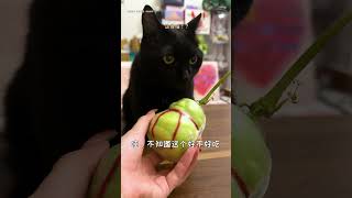 【栗子的日常】我家貓這是怎麽了？ #貓咪 #可愛 #tiktok #萌寵 #cutecats #cutecat #cute #栗子