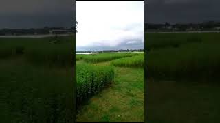 Beautiful natural scenery of the nice moment in  Narayonpur | Pangsha | Rajbari |