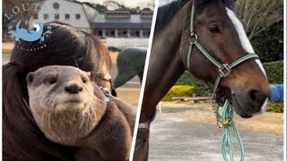 Otter Komugi Meets a Horse!