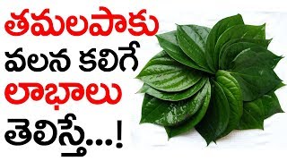 తమలపాకు వలన  కలిగే లాభాలు తెలిస్తే!Health Benefits of Betel Leaves|health tips in telugu