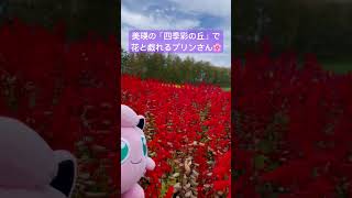 美瑛の四季彩の丘で花と戯れるポケモンのプリンさん #jigglypuff #hokkaido #pokemon #Shorts