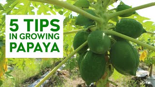 5 TIPS SA PAGAALAGA NG PAPAYA