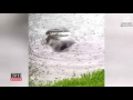 how these manatees ended up snacking on homeowner s freshly cut lawn