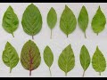 Basil leaves