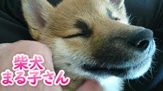 柴犬まる子さんをナデナデして遊びます！ #柴犬 #豆柴 #新潟市