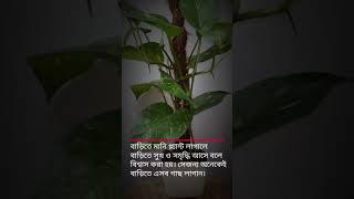 #মানিপ্লান্ট গাছ লাগানোর সঠিক নিয়ম 🌹বাড়ির এই জায়গায় মানিপ্লান্ট গাছ লাগান