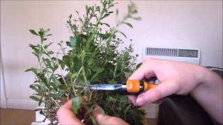 Pruning Osteospermum, Ready For Spring