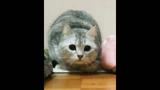 【大爆笑❕腹筋崩壊】理性を失った猫がとんでもない事にw#shorts #ショート #おもしろ猫 #おもしろ #猫#スコティッシュフォールド#ペット