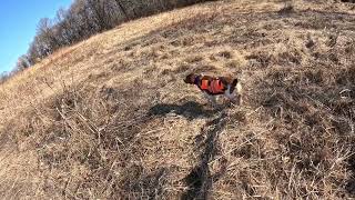 Rocky pin points a quick chukar