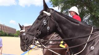 Video: Teen equestrians get rare ride with RCMP horses