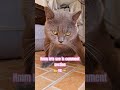 Cat vs Dog #trending #cat #dog #ytshorts #viralshort