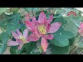 how to propagate lotus in a pot at home with many flowers