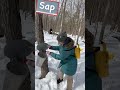 🍁 How to make Maple Syrup 🇨🇦