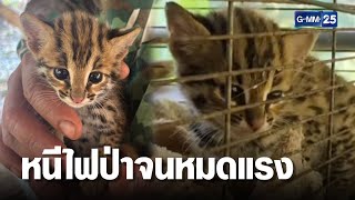 รอดตาย ช่วยลูกแมวดาว หนีไฟป่าจนหมดแรง | เกาะข่าวเที่ยง | GMM25