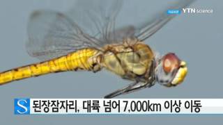 된장잠자리, 대륙 넘어 7,000km까지 난다 / YTN 사이언스