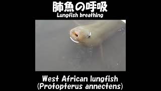 肺魚の呼吸！肺呼吸の瞬間！Lungfish breathing！West African lungfish,Protopterus annectens #Shorts ≫ 加藤英明【公式】かとチャン