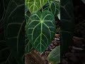 Anthurium Crystallinum VS Magnificum #plants #garden #aroids #indoorplant