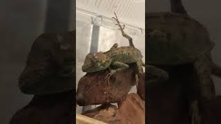 #171【奄美の爬虫類】片足を上げて眠るキノボリトカゲ　My tree lizard is sleeping【Amami】