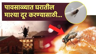 घरातील माशा घालवण्यासाठी 'हे' करा उपाय | How to Get Rid of House Flies | House Fly Control