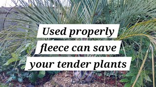 Used correctly fleece will save your tender plants from winter damage