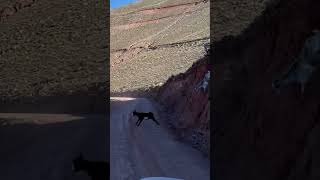 ⚠️ Las cabras se cruzan en el camino a Iruya, Salta.