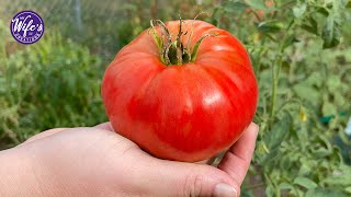 SIEMBRA TUS PROPIOS TOMATES - Recetas MWC