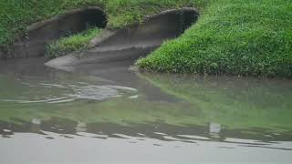 新加坡野生動物_水獭_巨蜥 City In Nature_ The Smooth-coated Otters In South West Singapore_ 04jun2023 7.39am