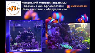 Морской аквариум дома. Борьба с водорослями. Динофлагелляты.