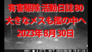 有害駆除 活動日誌80  大きなメスも檻の中へ入るか