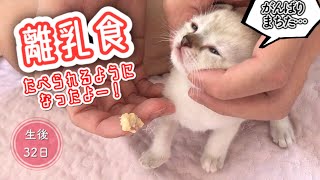 離乳食上手に食べられるかな【生後32日目】【未熟児子猫成長日記】【Kittens Grow Up Vlog】