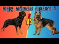 රොට්වයලර් vs ජර්මන් ෂෙපර්ඩ් බලවතා කවුද? | Rottweiler vs German Shepherd Comparison #rottweiler