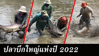 เหมาบ่อ (ตอนพิเศษ) รวมปลาบึกใหญ่แห่งปี 2022 | Ep.133