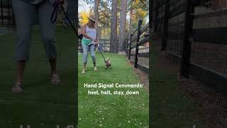 Obedience training commands with only using Hand Signals #dogtraining #obediencetraining