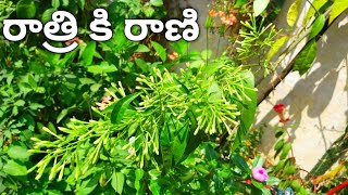 Raat ki rani  | Care Night Queen | Night Queen plant | Night Blooming Jasmine Plant