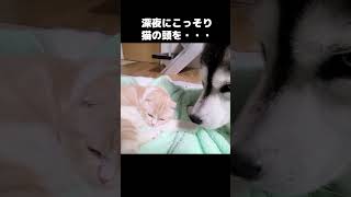 深夜にこっそり猫の頭をクンクンしてた犬...#shorts