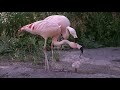 flamingos birds 🐦 feeding the same chick with red crop milk. wait for it weird animal behavior