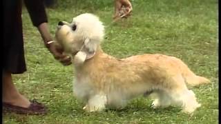 Dandie Dinmont Terrier - AKC Dog Breed Series