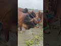 lal gorur lafalafi গরু youtubeshorts goru cow amba animals bull giantgoru biggest viral